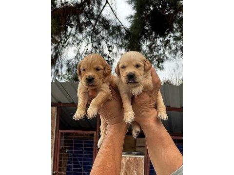 Golden retriever yavruları