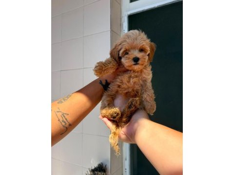Safkan maltipoo yavrularımız