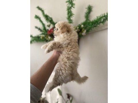 Maltipoo bebek yeni yuvasını arıyor