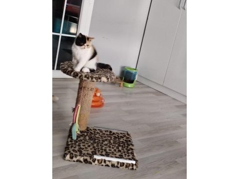 Cfa kayıtlı anne ve baba yavru kedimiz
