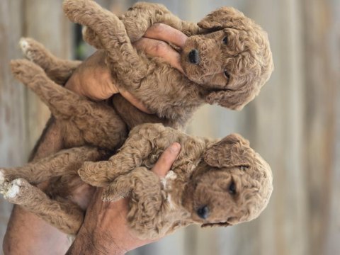 Dev poodle yavrularımız