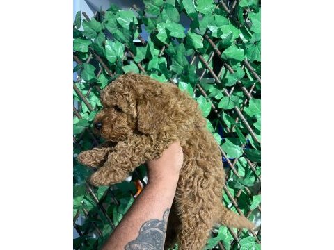 Toy poodle yavrularımız
