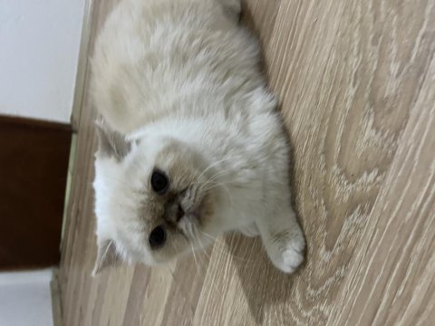 Garfield exotic shorthair ücretsiz sahiplendirilecektir