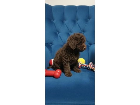 Çikolata toy poodle nadir renk
