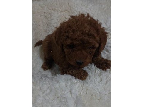 Red brown toy poodle