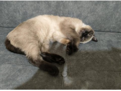 British blue point kedim ücretsiz sahiplendirilecektir