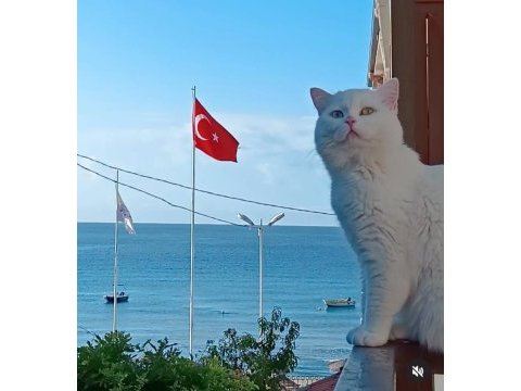 2 yaşında british shorthair odd eyes erkek oğlumuza yuva