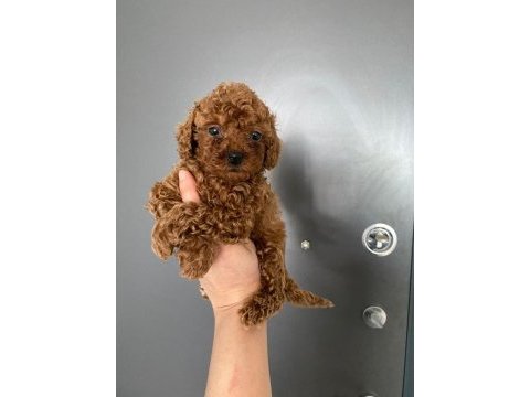 Toy poodle yavrularim orijinal