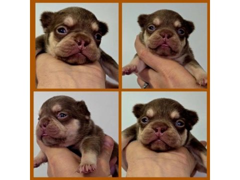 Newshade rojo and tan erkek dişi french bulldog yavru