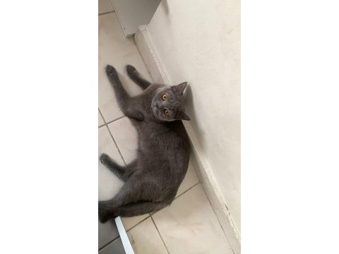 1 yaşındaki british shorthair kızımı sahiplendiriyorum