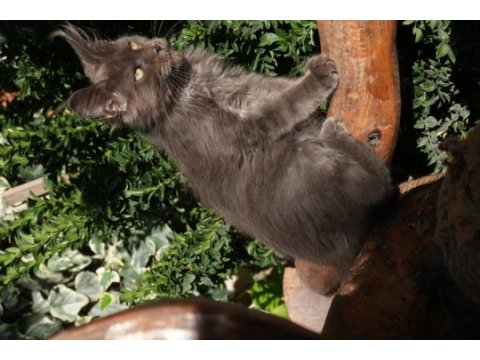 Kalitenin adresi big claw maine coon