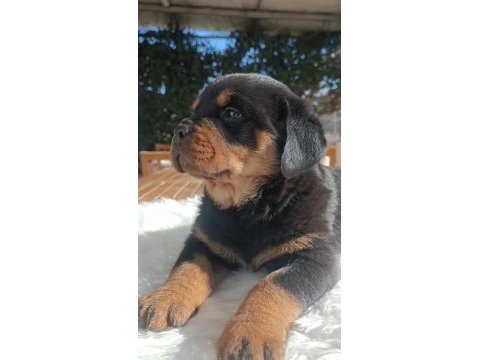 Kif a scrli rottweiler yavruları
