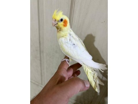 47 günlük full evcil lutino bebek sultan papağanı