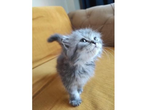 British longhair bebişler
