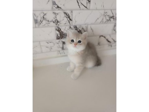British shorthair yavrular blue golden