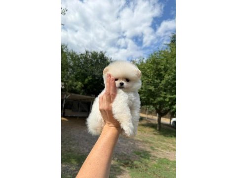 Pomeranian kar beyaz dişi