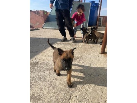 A kalite koyu belçika malinois yavruları