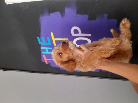 Maltipoo yavrumuz teslime hazır