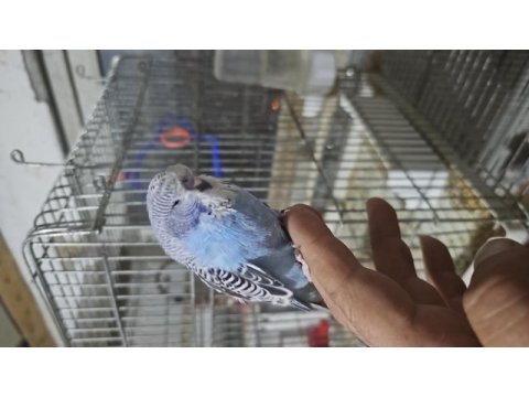 Yeni yeme düştü şov yavru muhabbet kuşlar kendi üretimim