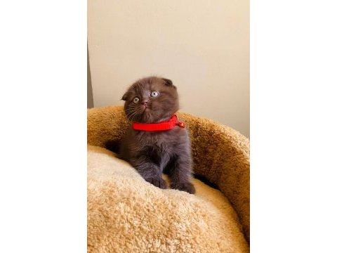 Safkan kan çikolata bebek scottish fold