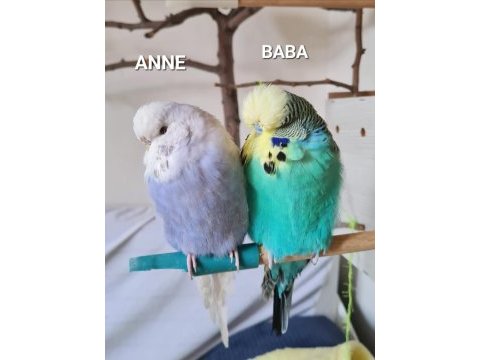 Ele alışik vıolet spangle show dişi ve erkek muhabbet