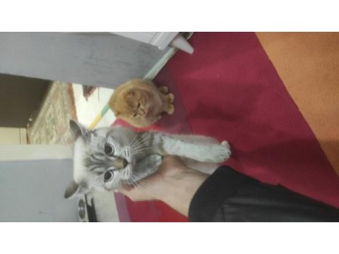Ücretsiz sahiplendirme scottish fold kedimiz