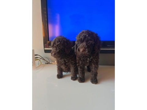 Sevimli toy poodle yavrular