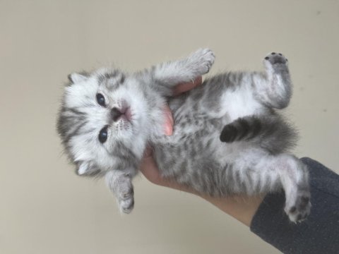 Sevimli scottish fold kulaklar
