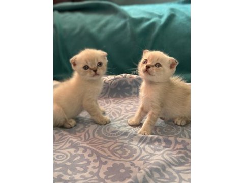 2 aylık scottish fold yavrular
