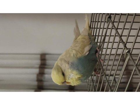 Bilezikli vasıflı jumbo muhabbet kuşu