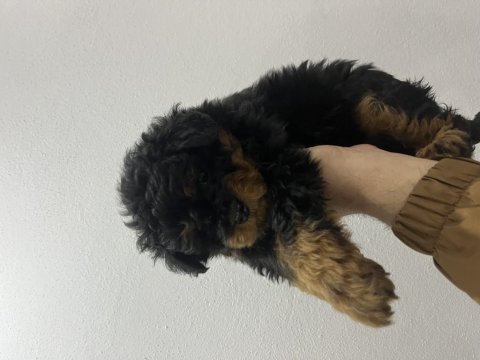 Fantom maltipoo nadir renk