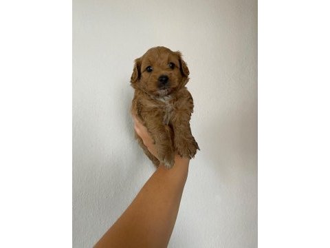 Maltipoo köpek