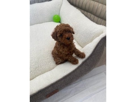 Orjinal ev üretimi toy poodle wc eğitimli
