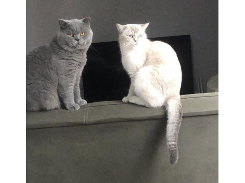 Dişi-erkek çift british shorthair