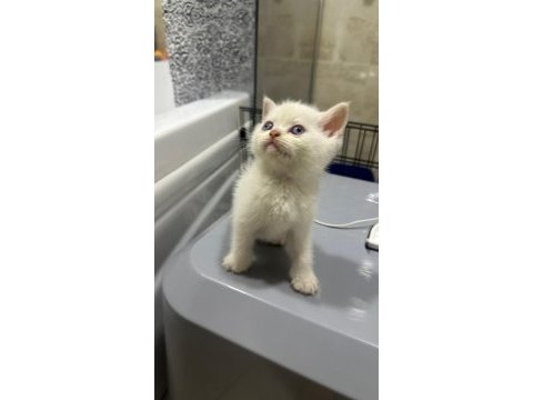 Erkek british shorthair güzel yavru