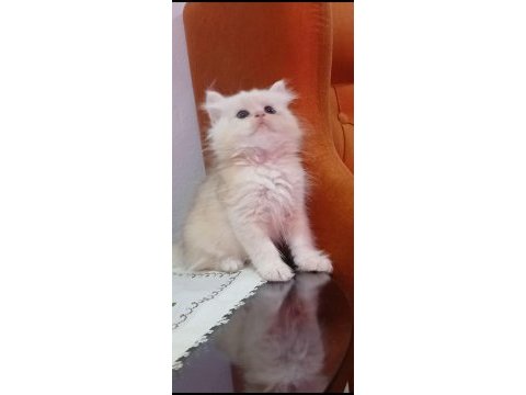British longhair 35 günlük