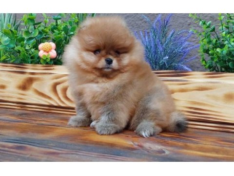 Mini boy pomeranian boo yavrularımız