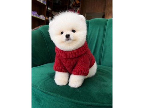 Kore pomeranian kar beyaz boo