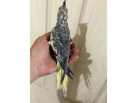 Tam 50 günlük kusursuz full evcil sultan bebek
