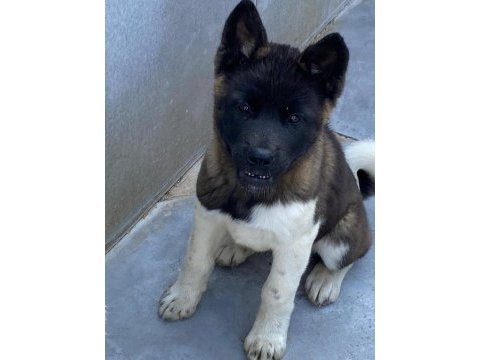 Akita cinsi yavrularımız
