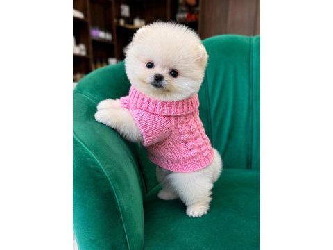 Orjinal pomeranian boo