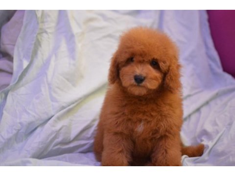 Maltipoo yine çok iddialıyız