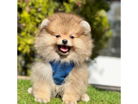 Safkan pomeranian boo bebekler