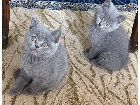 2 aylik dişi british kedimiz