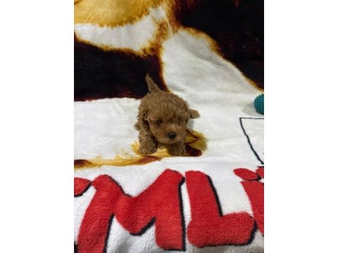 Toy poodle yavruları
