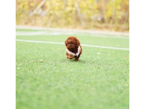 İstanbulun en gözde toy poodle bebekleri