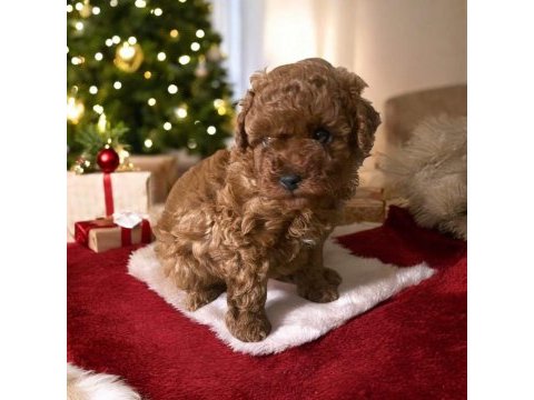 45 günlük dişi ve erkek poodle yavrularım