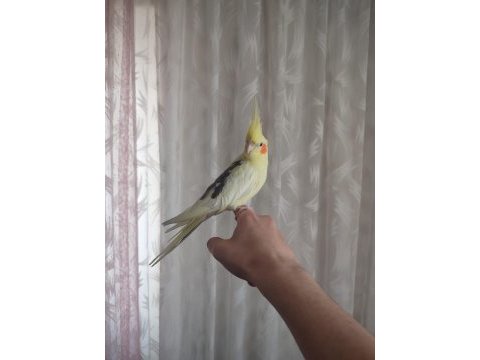 Ele kola alışık ful evcil sultan papağanı