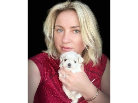 Bichon frise korean uygun