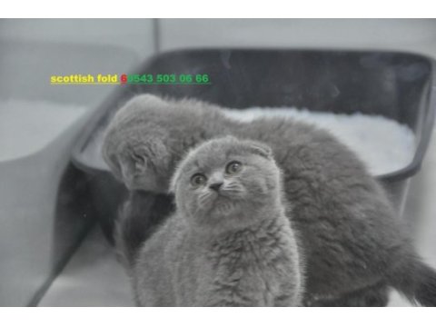 Scottish fold kaliteli sıfır kulak safkan
